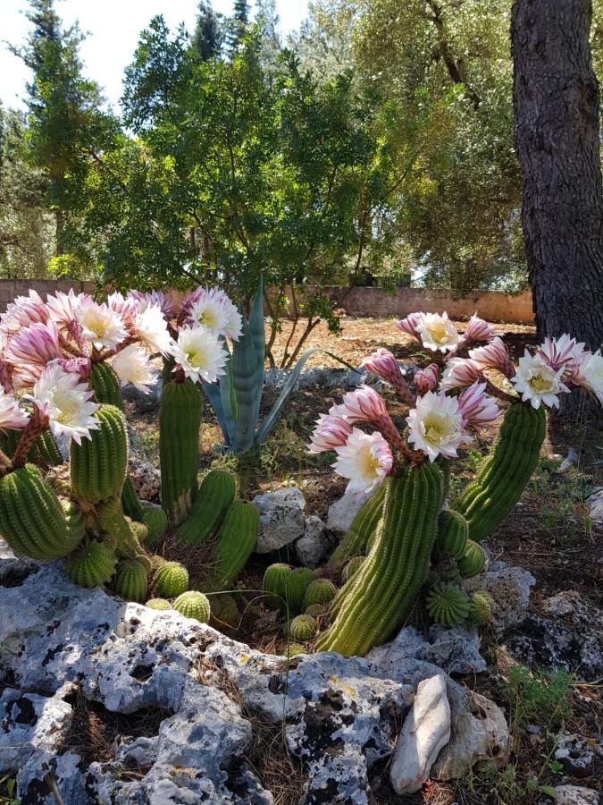 Trulli Di Spinaruta Bed & Breakfast กร็อตตาเย ภายนอก รูปภาพ