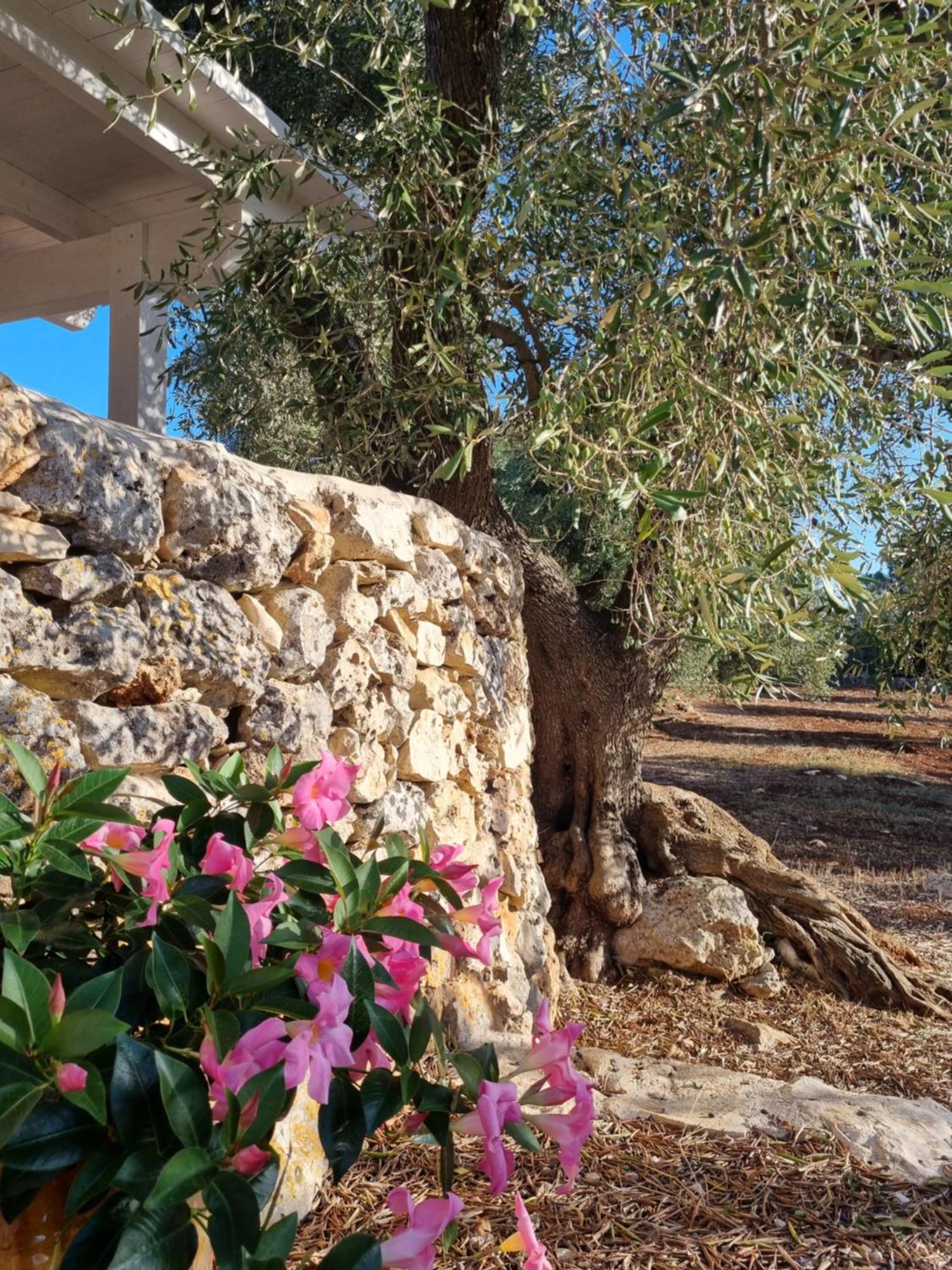 Trulli Di Spinaruta Bed & Breakfast กร็อตตาเย ภายนอก รูปภาพ