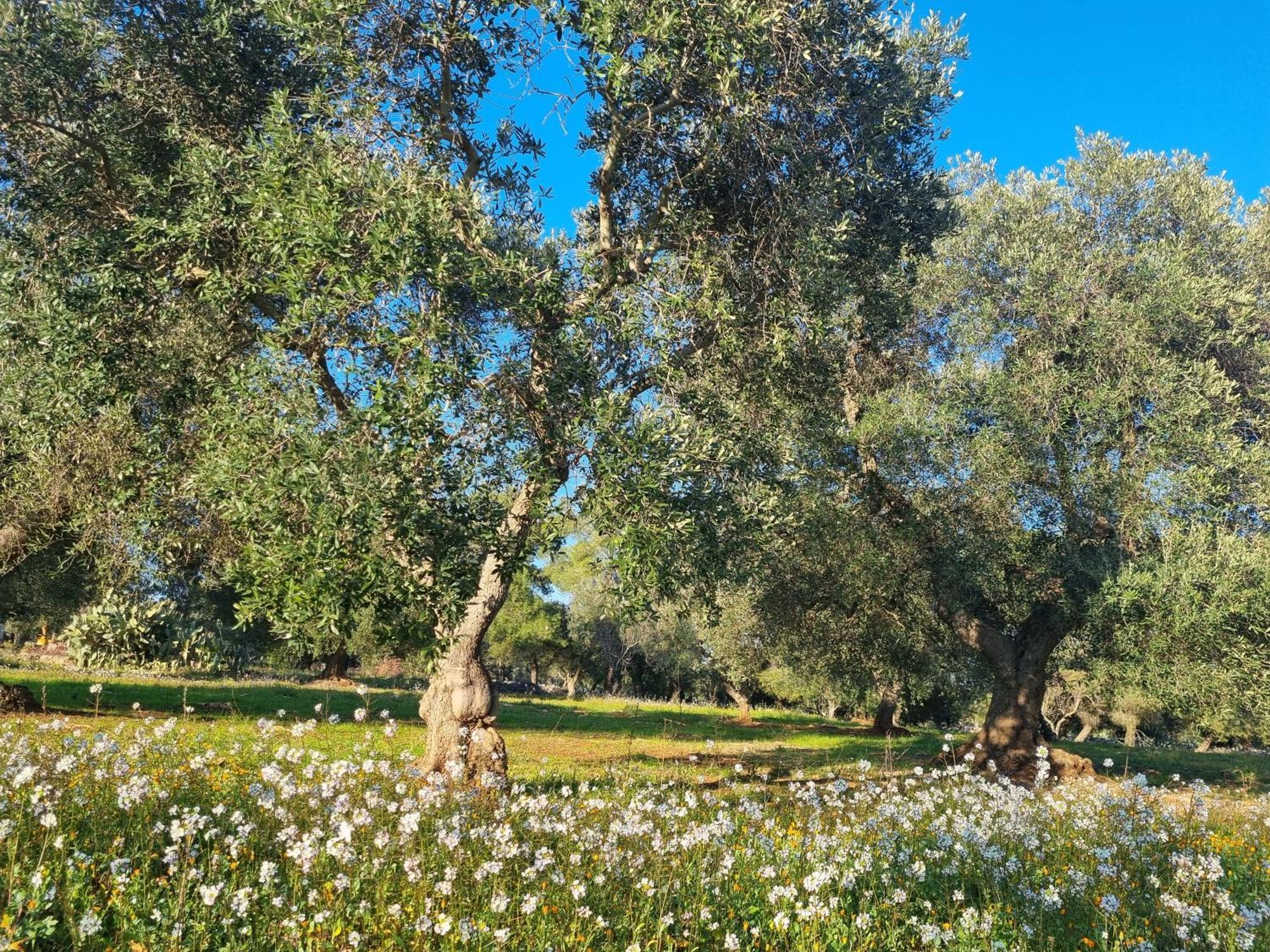 Trulli Di Spinaruta Bed & Breakfast กร็อตตาเย ภายนอก รูปภาพ